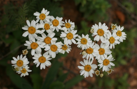 Straußmargerite (Tanacetum corymbosum) - © Emanuel Trummer